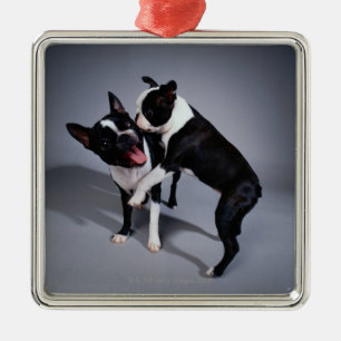 Ornement Métallique Terriers espiègles de Boston