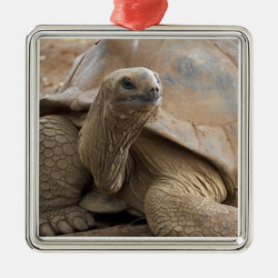 Ornement Métallique Tortue terrestre des Seychelles Aldabran