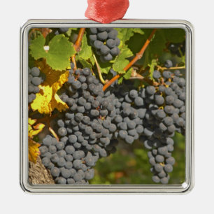 Ornement Métallique Un cep de vigne avec des grappes de raisin Merlot