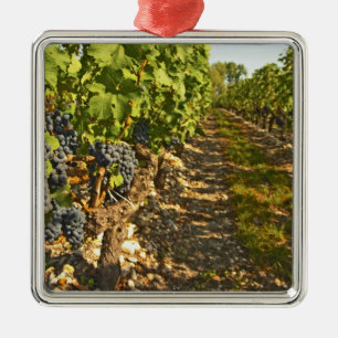 Ornement Métallique vignes de Cabernet Sauvignon alignées dans le
