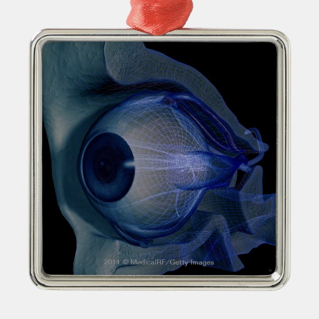 Ornement Métallique wireframe 3d des muscles d'oeil dans une orbite (Devant)