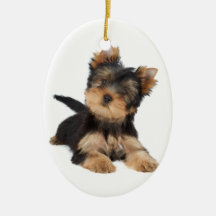 Chiot mignon de yorkie