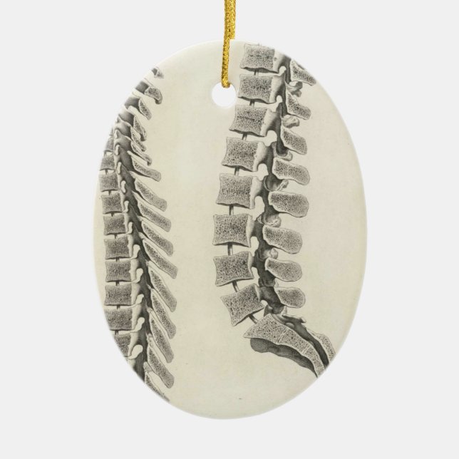 Ornement Ovale En Céramique Dessin de vertèbres (Devant)