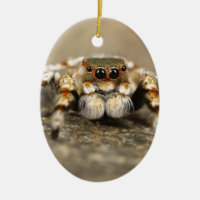 Tarantula Jumping Bird Spider fantastiques accesso