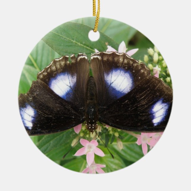 Ornement papillon tacheté bleu (Devant)