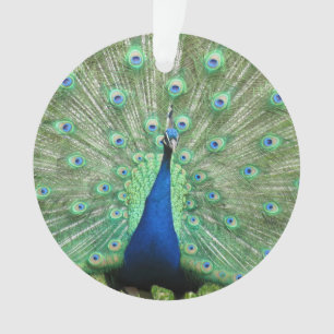 Ornement - Peackock