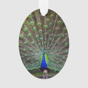 Ornement Peacock
