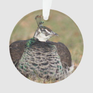 Ornement Peacock féminin