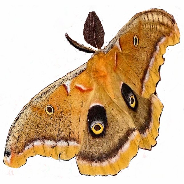 Ornement Photo Sculpture Accrocher acrylique de Noël de Polyphemus (Devant)