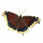 Ornement Photo Sculpture Acrylique de ~ de papillon de manteau de deuil<br><div class="desc">Un de mes papillons préférés avec les ailes brunes riches,  les points bleus et la frange bronzage.</div>
