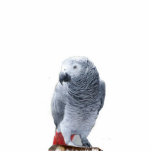 Ornement Photo Sculpture African Grey<br><div class="desc">African Grey ornament for parrot lovers.  Great stocking stuffer or tie on gift package with colorful ribbon.</div>