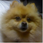 Ornement Photo Sculpture Caramel le Pomeranian<br><div class="desc">C'est mon chien pomeranian appelé Toffee.</div>