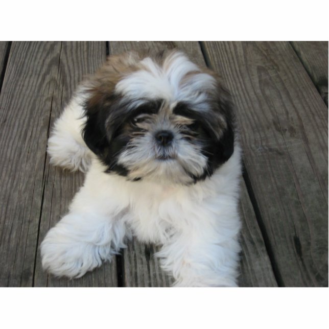 Ornement Photo Sculpture Chiot de Shih-tzu (Devant)