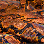 Ornement Photo Sculpture Constricteur Boa<br><div class="desc">Je ne sais pas si c'est un python ou un boa... Mais je suis sûr que c'est un Boa. C'est une peau de serpent très cool de toute façon.</div>