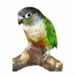 Ornement Photo Sculpture Conure verte à la joue<br><div class="desc">Une poitrine verte fait un joli ornement "toutes occasions" pour votre arbre ou comme objet de collection</div>