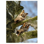 Ornement Photo Sculpture Deux Chouettes dans les Bois, oiseaux, faune Décou<br><div class="desc">Les hiboux sont des oiseaux de l'ordre des Strigiformes, qui comprend environ 200 espèces d'oiseaux de proie, principalement solitaires et nocturnes, caractérisés par une position verticale, une grande tête large, une vision binoculaire, une audition binaurale, des talons pointus et des plumes adaptées au vol silencieux. Cette image est publiée sous...</div>