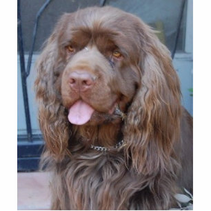 ORNEMENT PHOTO SCULPTURE ÉPAGNEUL DE SUSSEX DE SOURIRE