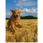Ornement Photo Sculpture golden retriever<br><div class="desc">Accrochez cette chose dans votre maison et stupéfiez chacun qui la voit</div>