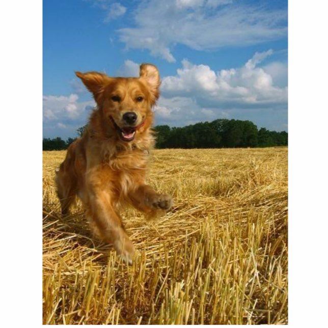 Ornement Photo Sculpture golden retriever (Devant)