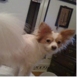 Ornement Photo Sculpture Ornement d'Abby<br><div class="desc">Ornement fait sur commande de Noël</div>