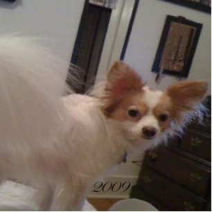 Ornement Photo Sculpture Ornement d'Abby