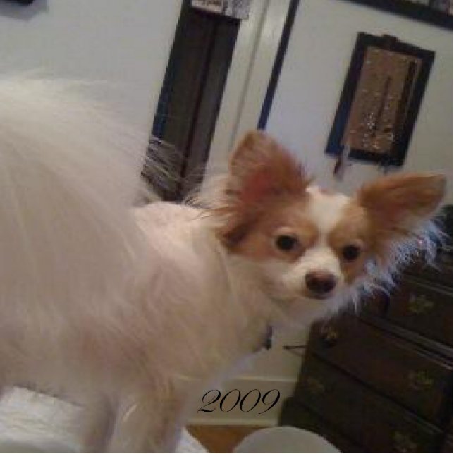 Ornement Photo Sculpture Ornement d'Abby (Devant)