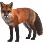 Ornement Photo Sculpture Ornement de la faune Red Fox 5"x7"<br><div class="desc">Si vous aimez la nature,  la faune et le renard rouge,  alors cette décoration est pour vous. Décorez votre sapin de Noël avec un thème boisé et cet ornement sera parfait.</div>