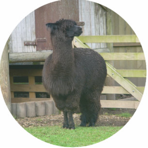 Ornement Photo Sculpture Ornement de Noël d'Alpaca