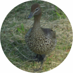 Ornement Photo Sculpture Ornement de Noël de canard