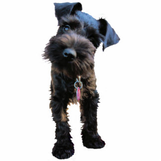 Ornement Photo Sculpture Ornement de Noël de Schnauzer miniature