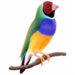 Ornement Photo Sculpture Ornement de pinson de Gouldian<br><div class="desc">Conception originale de beaux-arts d'un pinson coloré de Gouldian par le concepteur Carolyn McFann du studio de ronronnement de deux chats sur un ornement de vacances de qualité pour des amants d'oiseau. Voyez quelques uns de nos produits ci-dessous (clic à aller à ce produit) et visitez nos magasins très artistiques...</div>