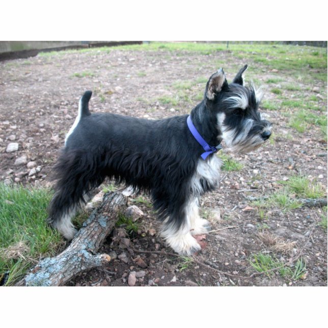 Ornement Photo Sculpture Ornement de Schnauzer miniature (Devant)