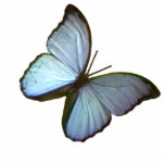 Ornement Photo Sculpture Papillon de bleu de Fribourg Allemagne d'ornement<br><div class="desc">Les ornements de Noël, Noël ornemente le papillon bleu de Fribourg Allemagne 45 degrés les cadeaux de Zazzle de MUSÉE, photo de Noël sculpte les cadeaux de Zazzle de MUSÉE, les cadeaux de Zazzle de MUSÉE, cadeaux les modèles de conception de jGibney de Zazzle de MUSÉE, mariages, invitations, cadeaux de...</div>