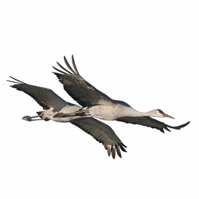 Ornement Photo Sculpture Sandhill tend le cou l'ornement (Devant)