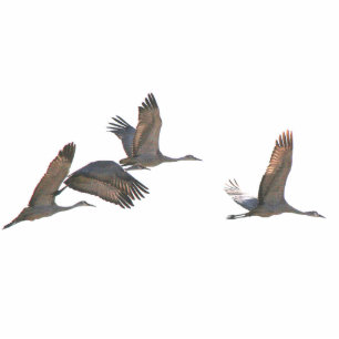 Ornement Photo Sculpture Sandhill tend le cou l'ornement