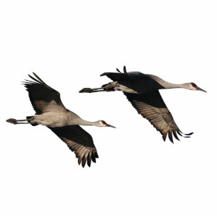 Ornement Photo Sculpture Sandhill tend le cou l'ornement