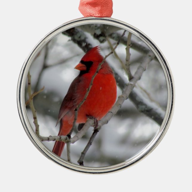 Ornement Rond Argenté Cardinal masculin rouge pendant l'hiver (Devant)