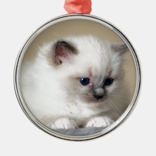 Ornement Rond Argenté Chaton de Ragdoll