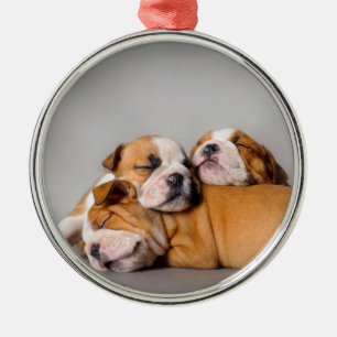 Ornement Rond Argenté Chiens de taureaux anglais dormant