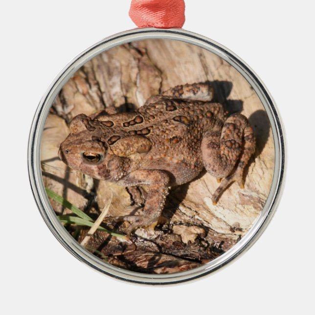 Ornement Rond Argenté Crapaud américain (Devant)