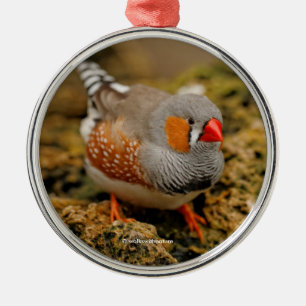 Ornement Rond Argenté Cute Zebra Finch Songbird sur les rochers