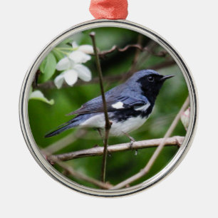 Ornement Rond Argenté fauvette bleue Noir-throated