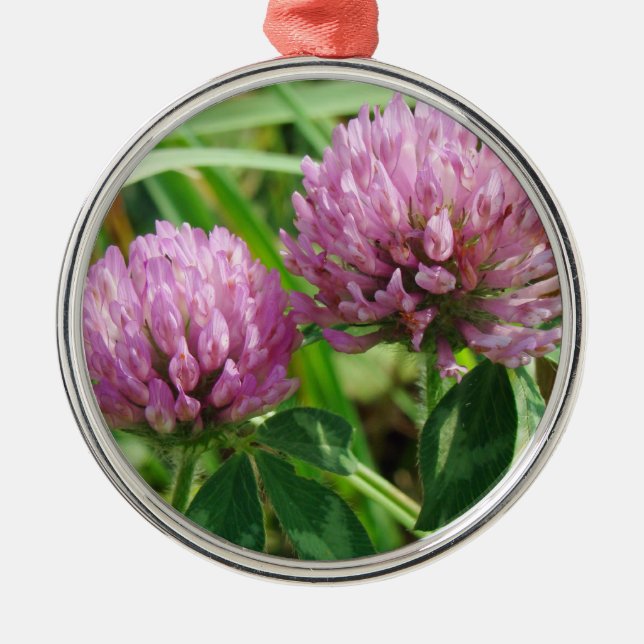 Ornement Rond Argenté Fleur sauvage de trèfle rose - Trifolium pratense (Devant)