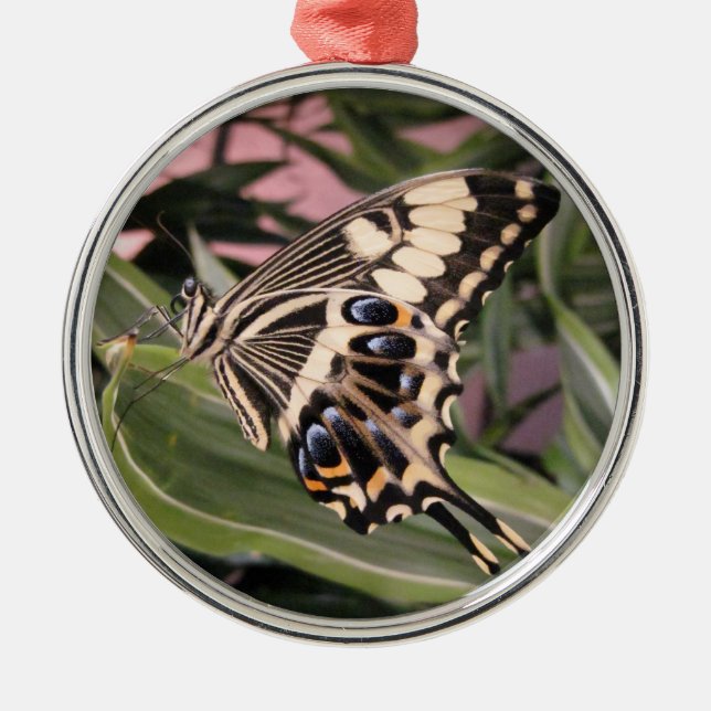 Ornement Rond Argenté Papillon swallowtail (Devant)