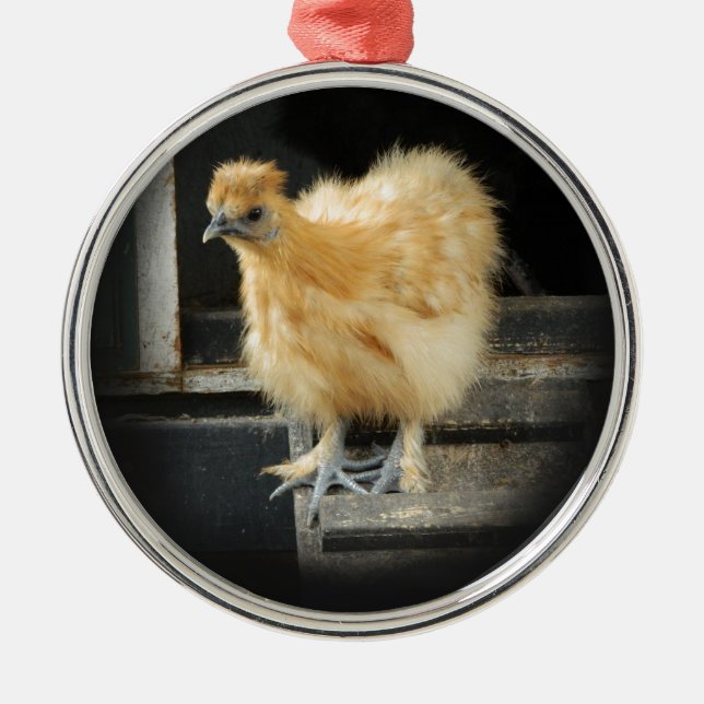 Ornement Rond Argenté une belle image petite de poulet de Silkie (Devant)