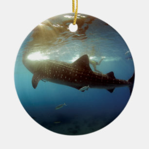 Ornement Rond En Céramique Alimentation du requin baleine