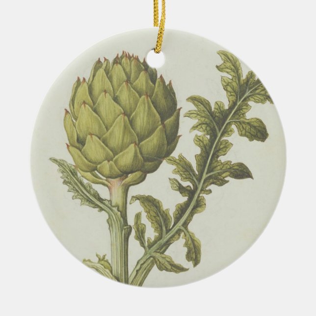 Ornement Rond En Céramique Artichaut : Scolymus de Cynara, c.1568 (Devant)