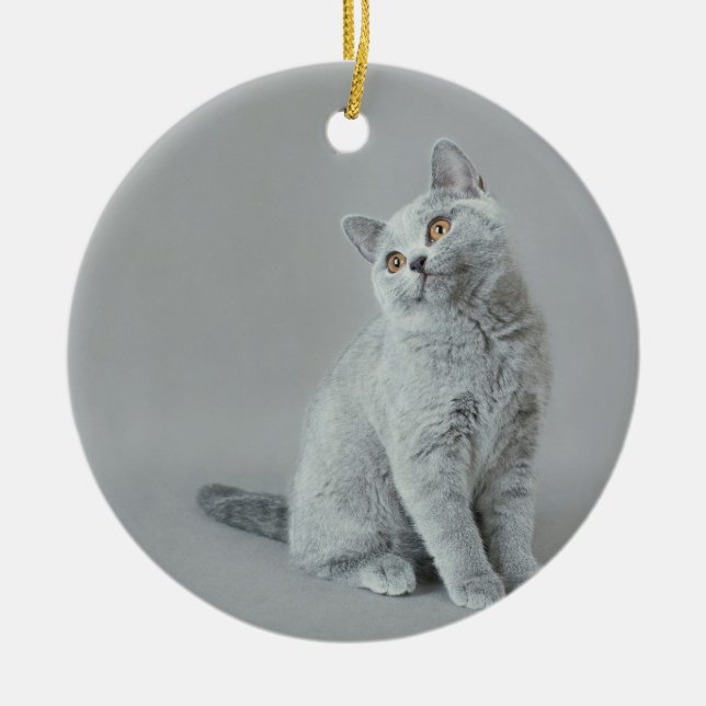 Ornement Rond En Céramique British shorthair kitten (Devant)