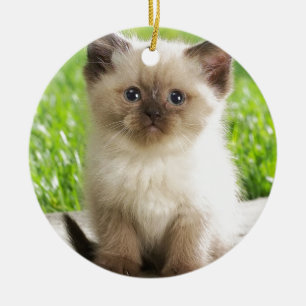 Ornement Rond En Céramique Chaton innocent de Ragdoll