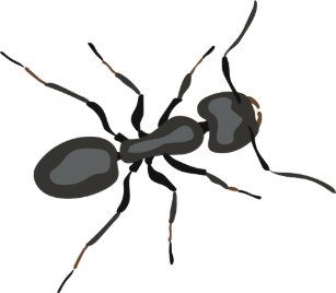 Articles Fourmis Noires De Maison Decoration Zazzle Fr